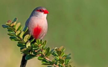 Birds With Red Beaks