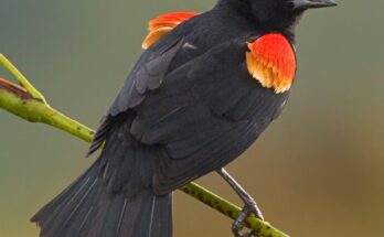 Black Birds in Colorado