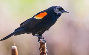 Black Birds in Michigan