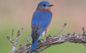 Blue Bird With A Red or Orange Chest