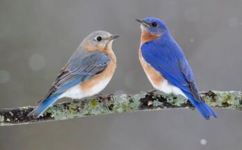 Bluebirds in Indiana