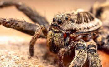 Common Spiders in California