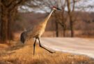 Cranes in Michigan