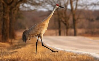 Cranes in Michigan