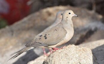 Doves in Arizona