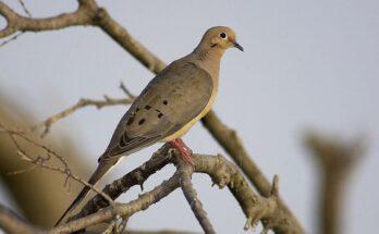 Doves in Kansas