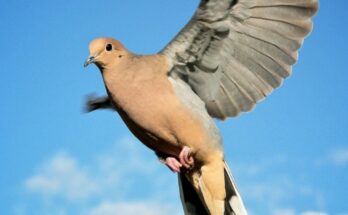 Doves in Michigan