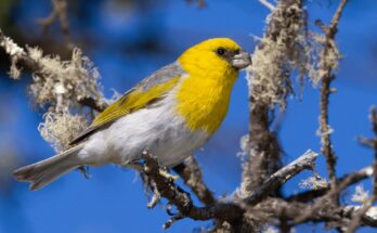 Finches In Hawaii