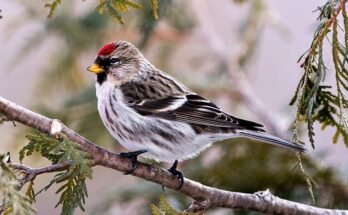 Finches in Michigan