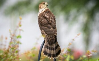 Hawks in Maryland