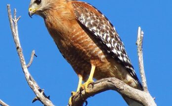 Hawks in Mississippi