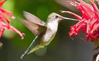 Hummingbirds in Illinois