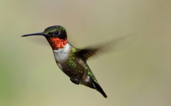 Hummingbirds in Maryland