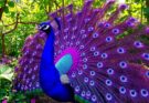 Purple Peacock