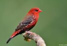 Red Sparrow Bird