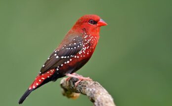 Red Sparrow Bird