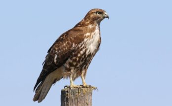 Red Tailed Hawk