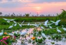 White Birds in Florida