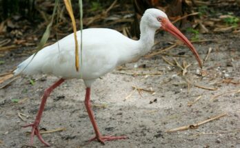 White Birds in Florida with Long Beaks