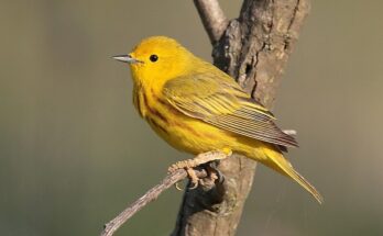 Yellow Birds in Michigan